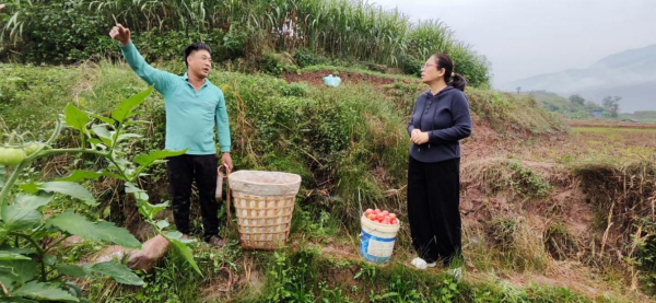 玉溪市峨山县计生协用好计划生育帮扶基金助农增收1.png